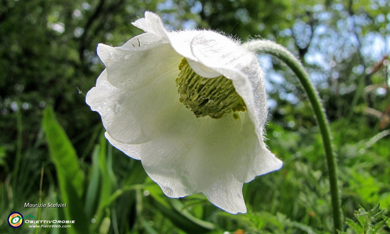 19 Anemone narcissiflora.JPG